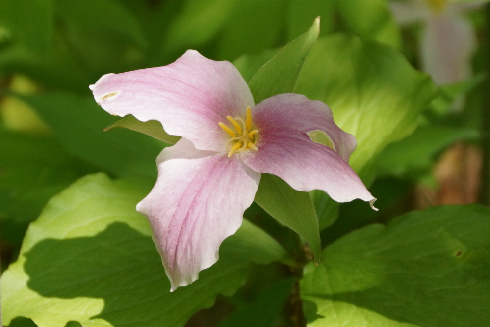 Trillium season is coming to an end. There are still a few in full trill, but most are getting their purple on.