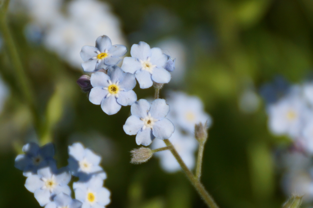 The forget-me-nots, on the other hand, are  painting open areas with a thick carpet of baby blue.
