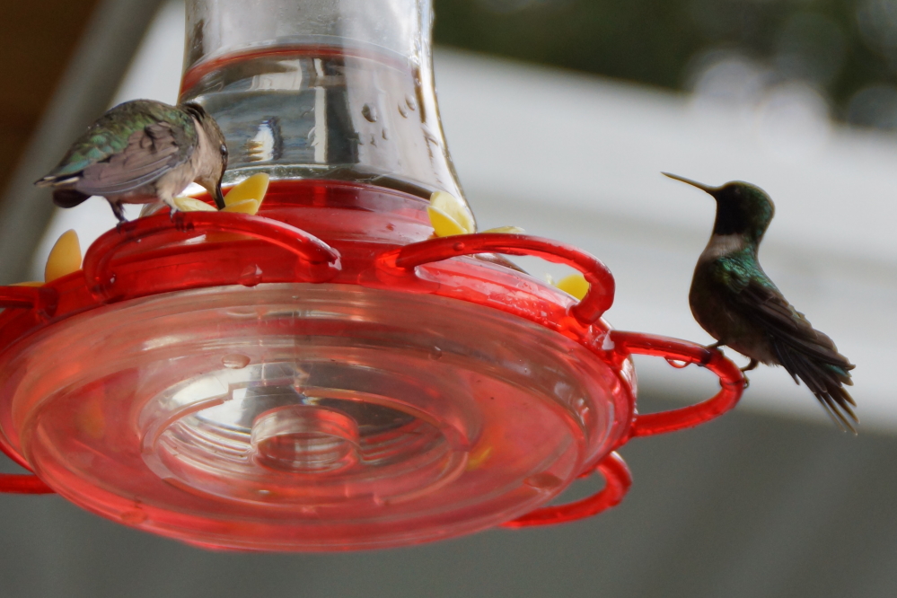 The record amount of hummingbirds also did not seem to mind a cooler, wetter week.