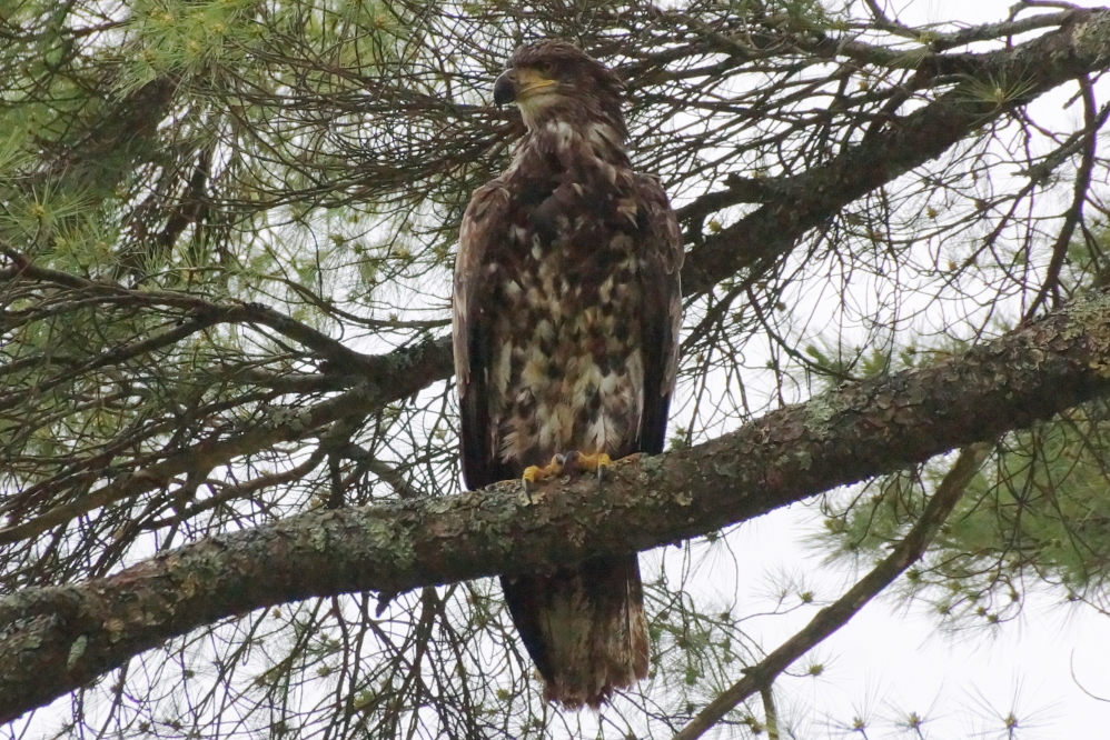 Eagles, both mature and adolescent, are becoming more active around the North end of Lucerne.