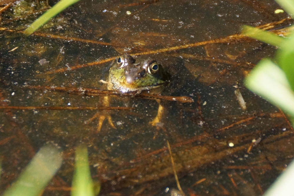 With every pond and puddle around the lake having a frog or three, the nights are increasingly filled with frog song.