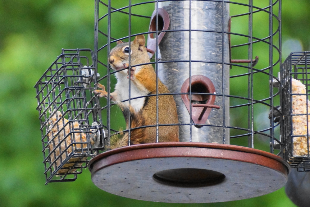 Amazingly, seed munching birds are also emptying feeders daily.