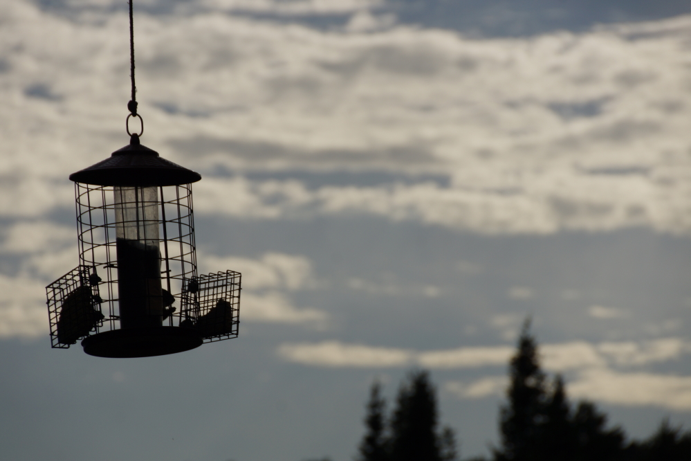 Just before day's end, the birds seem to gather by the seeds and suet to watch the sunset