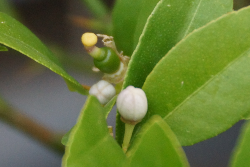 The weather has the bar's lime tree producing its first crop. Watch for "Locally Grown Gin and Tonic Night" coming to the North end of Lucerne in 30 to 45 days.