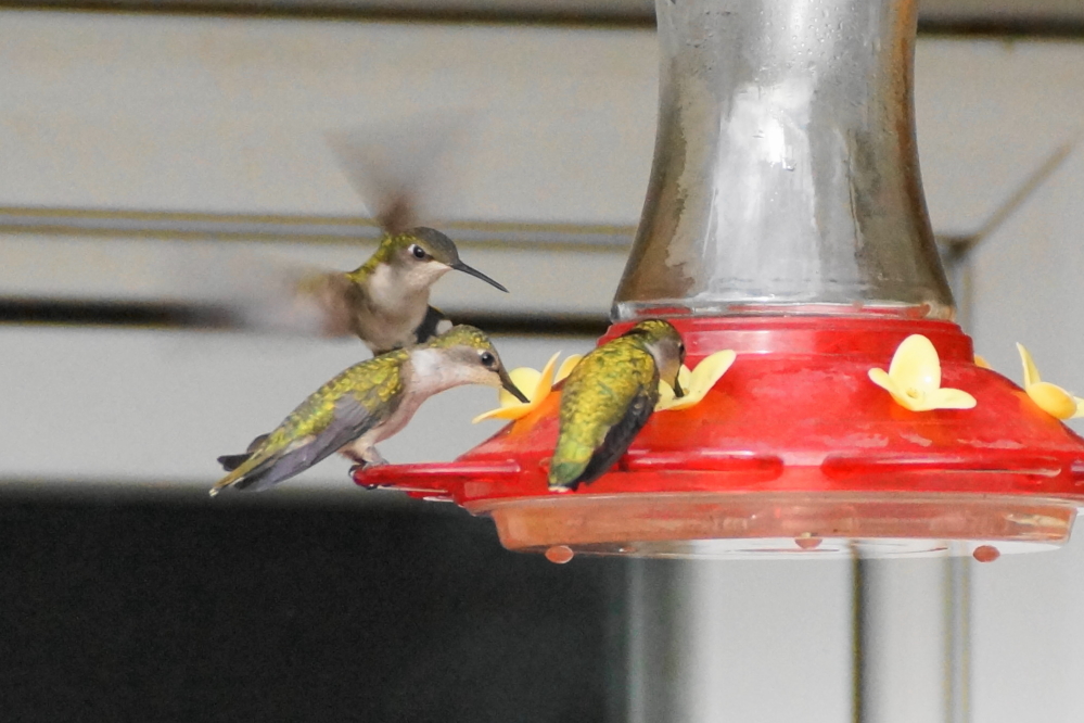 The hummingbirds are continuing to drain feeders daily.