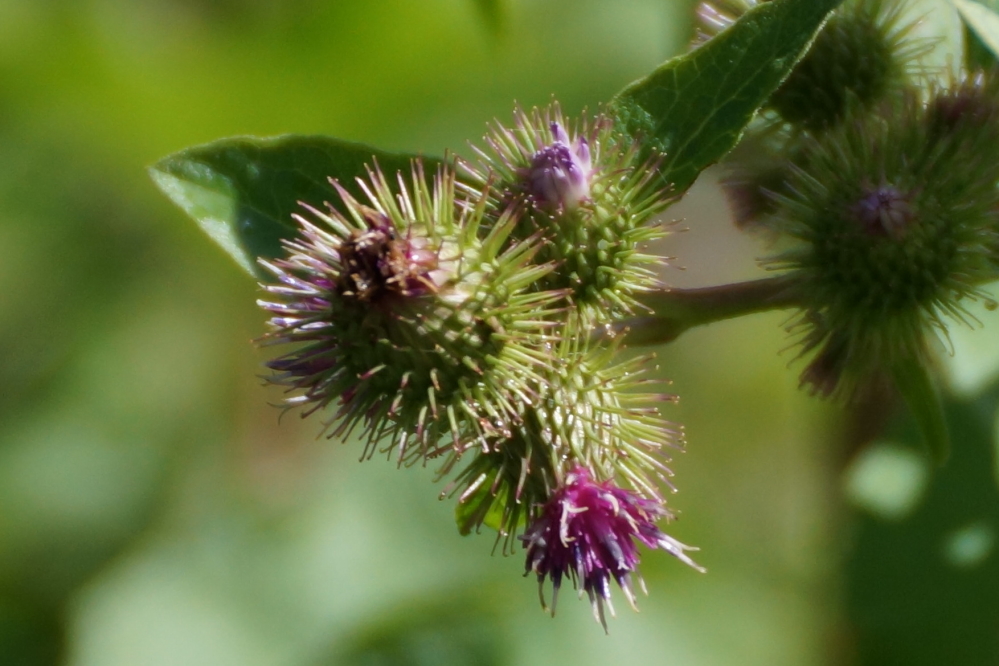 Despite the lack of any heavy rain, the burdock crop is thriving.