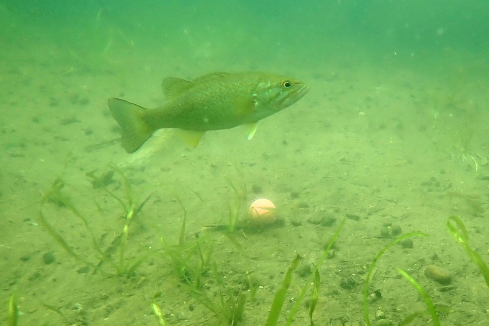 We've trained small bass to guard the errant golf balls until they can be safely retrieved.