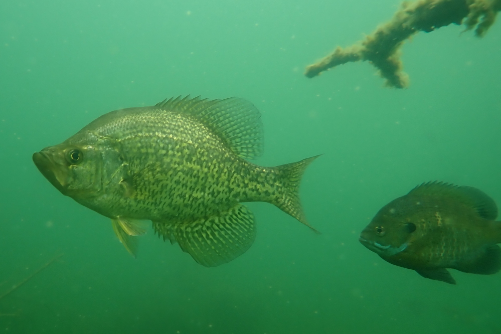 The big crappies that were spotted on the cribs didn't guard much of anything. The dinner plate sized panfish are tasty but simply untrainable.