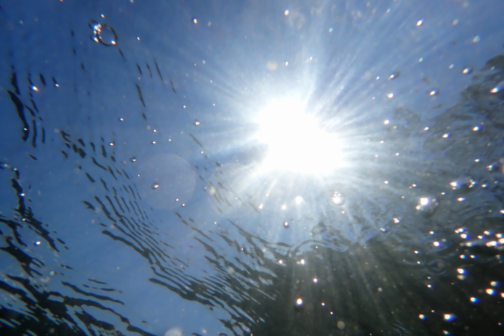 The lake temperature at the north end hit 78°F by midweek. A fine diving temperature for missed shots.