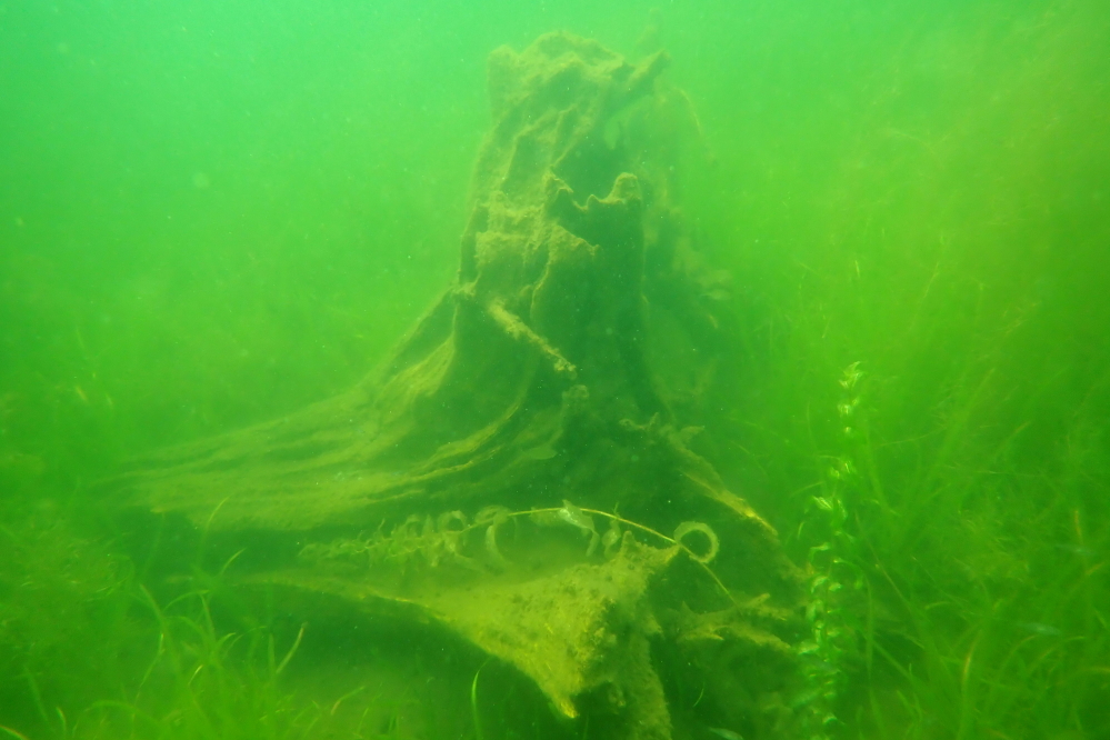 The old giant stump that lies under only 10 feet or so of lake was visited on our way back. Future dives are planned to retrieve several iPhones, some other equipment, and a check on the condition of the <a href='/WeeklySummaryPages/2004/0708/v2N.html' class ='defaultlink2' target='_blank'>old launch</a> we last visited a few years back.