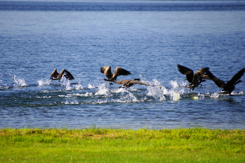 While walking on the north end of west shore drive, a calm bunch of geese pooping up the lawn became a startled bunch of geese slapping up the water.
