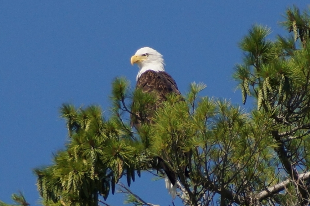 It turns out geese don't like getting the stink eye from big eagles.