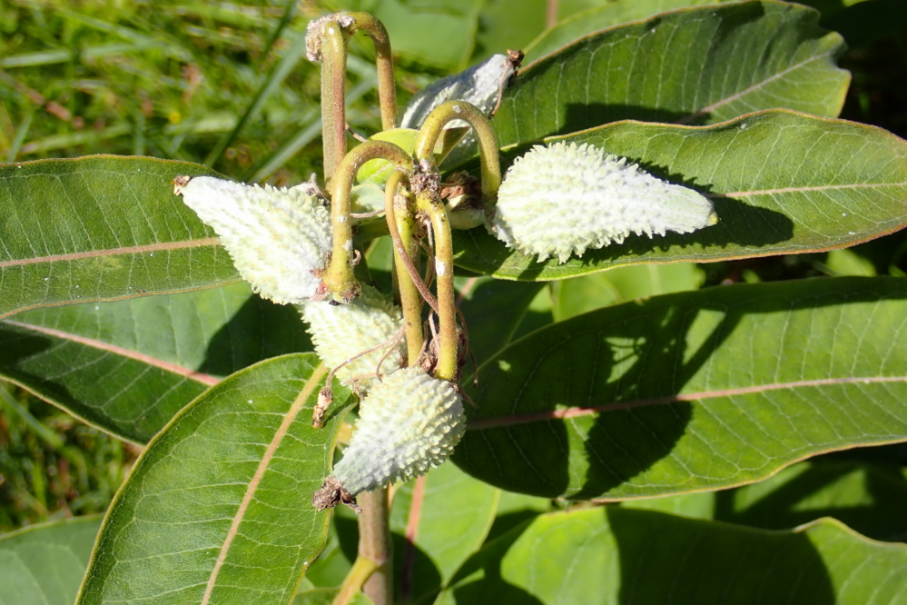 The milkweed pod crop is coming along.
