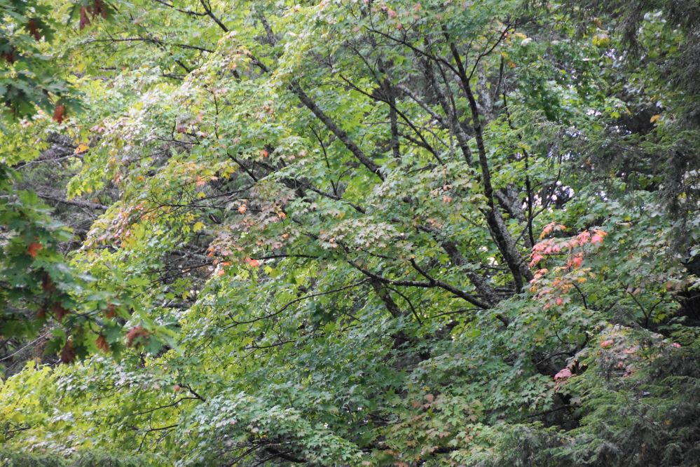 If you look closer, there are some subtle signs that the tree's Fall Finery will soon be upon us.