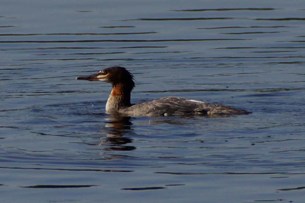 A bunch of mergansers were fishing up the north end of the lake all week.