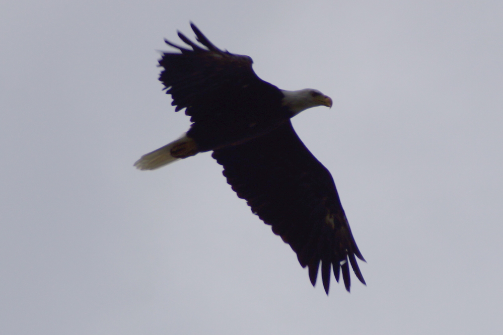 I was warned by a passing walker that there was an eagle in one of the pines on West Shore Drive, but it still startled me when it swooshed out overhead.