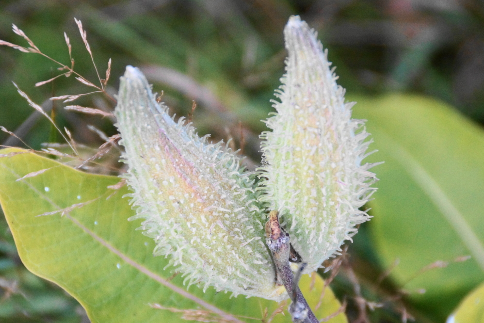  If you need a perfect garnish for a glass full of Jeppson's Malört or an otherwise frightening side dish, there's a bumper crop of milkweed pods along almost every road.