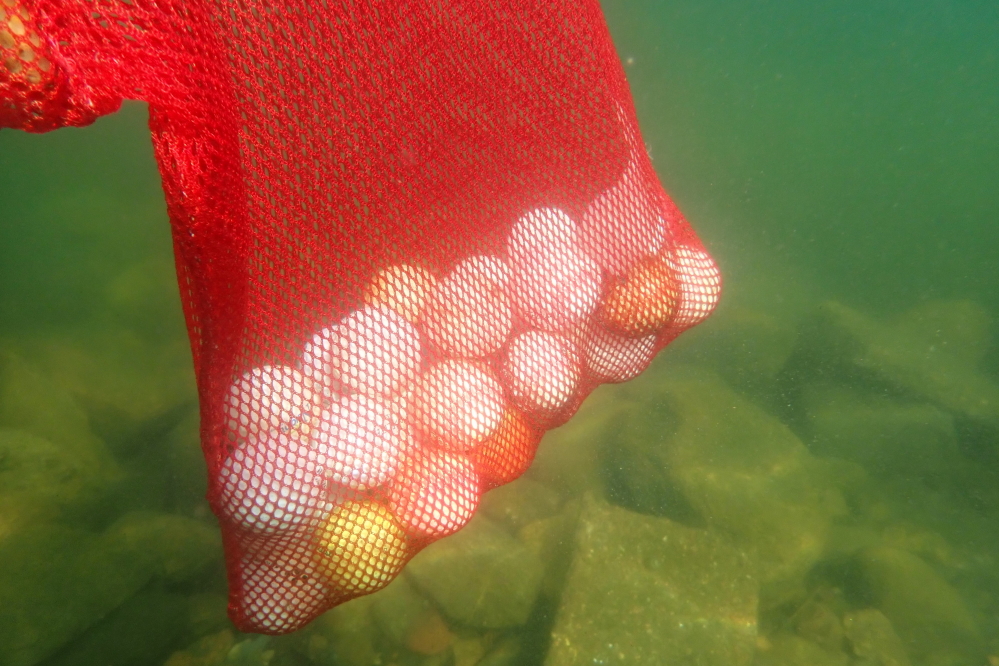 After about 30 minutes we had a fine crop of balls and pruney fingers.