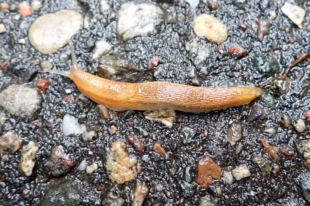 The cool and damp weather of the weekend (Boo!) heralded the start of Slug Season (Ick!) in the northwoods. Be warned that if a DNR officer catches you outside with a salt shaker and no hunting license, they could confiscate the salt and all your other spices.
