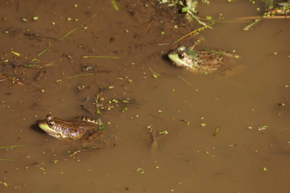 Many frogs watched in stony silence.
