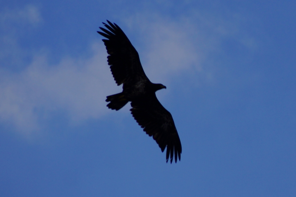 An immature eagle hung over the project while looking for lunch.