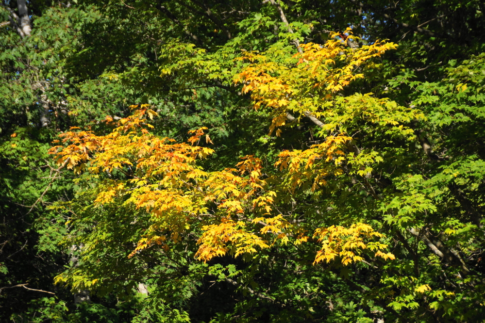 A few spots showed more color than others.