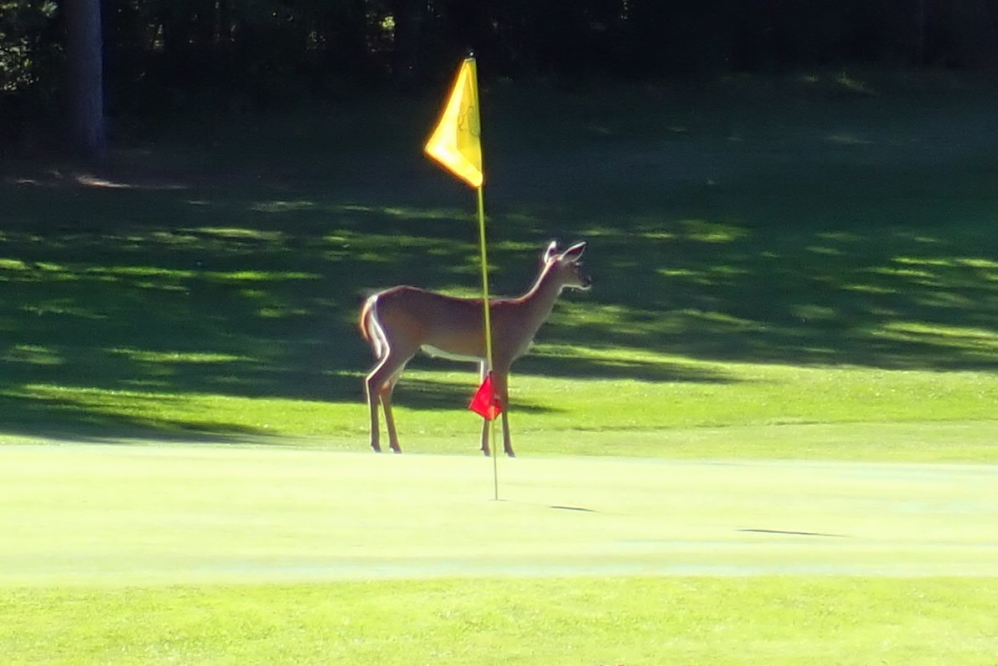 Eventually they moved on,  becoming  a mobile hazard to complicate those final approach shots.