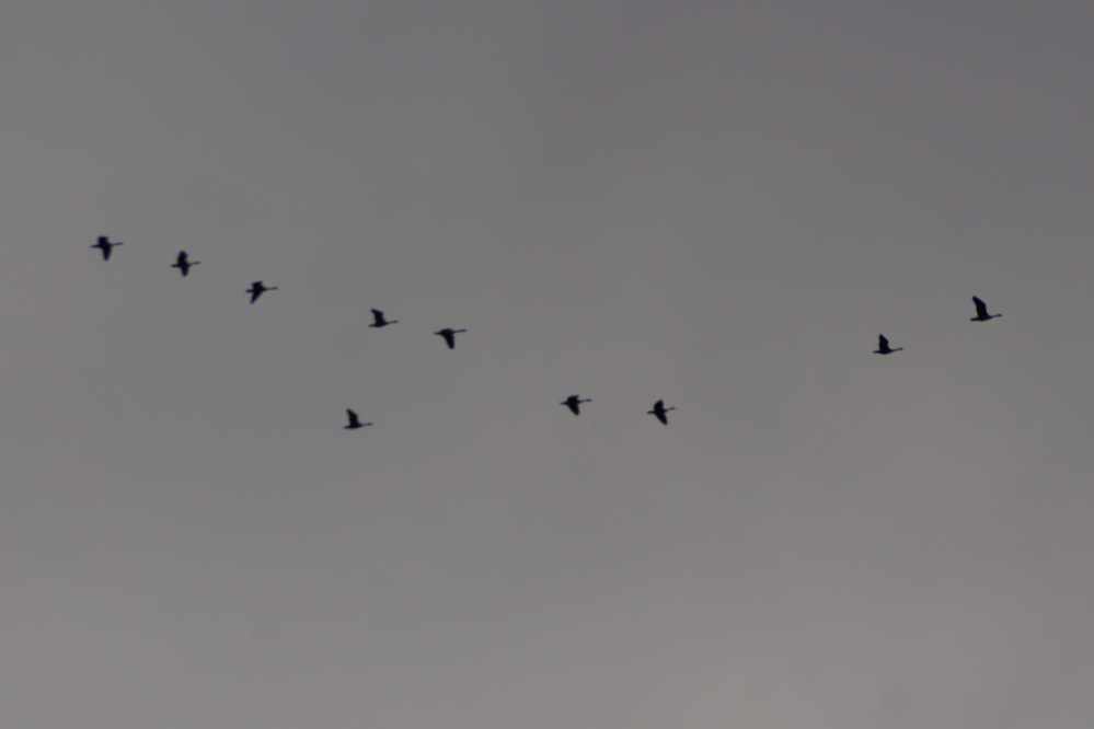 Not only did last week look Fallish, it sounded Fallish as small formations of geese honked up the sky on their way South.