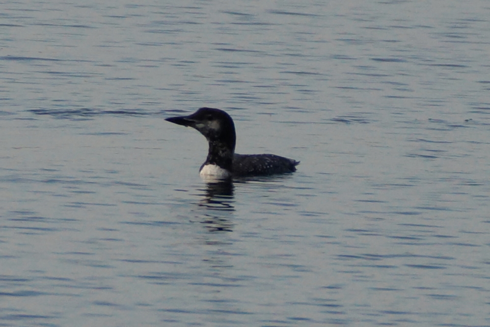 The loon activity is rising, but their calls are less frequent. They seem to be spending most of their time under the water catching fish.