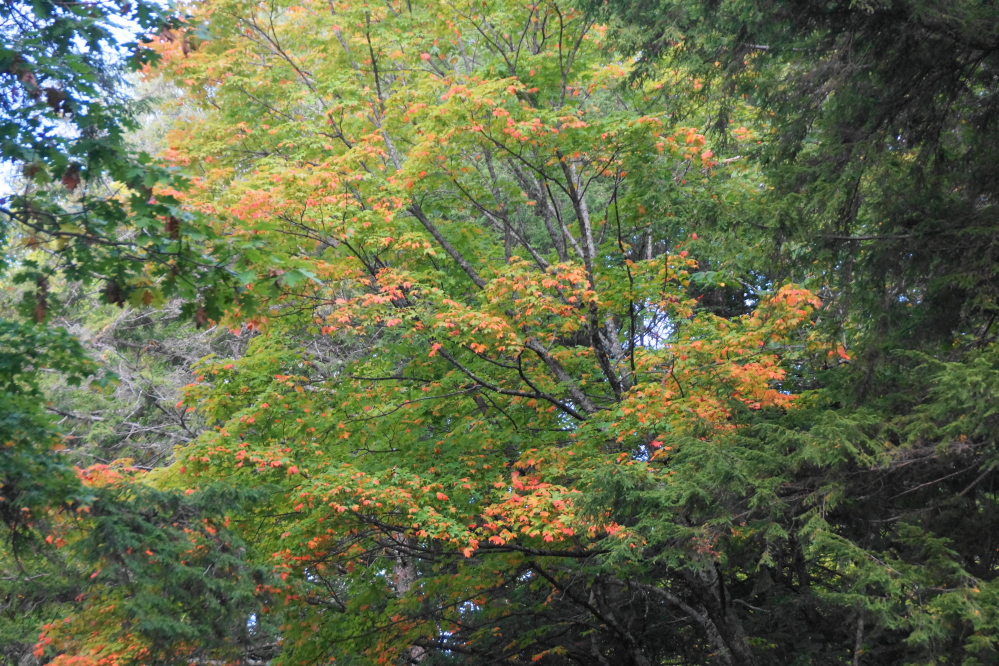 More maples are getting their color on.
