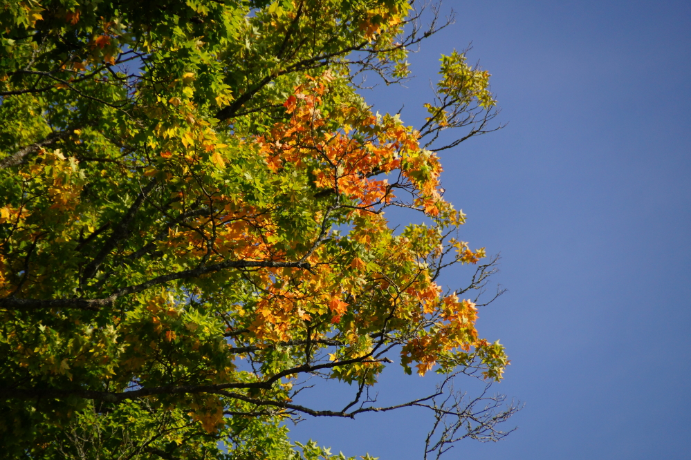 We're still a week or two away from peak color, but the 10% or so we currently have is nice.
