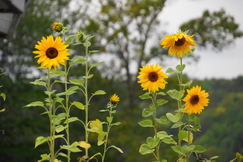 This has been a great year for sunflowers. If we had planed a few more, a faux corn maze on the bar's deck would have been a thing.