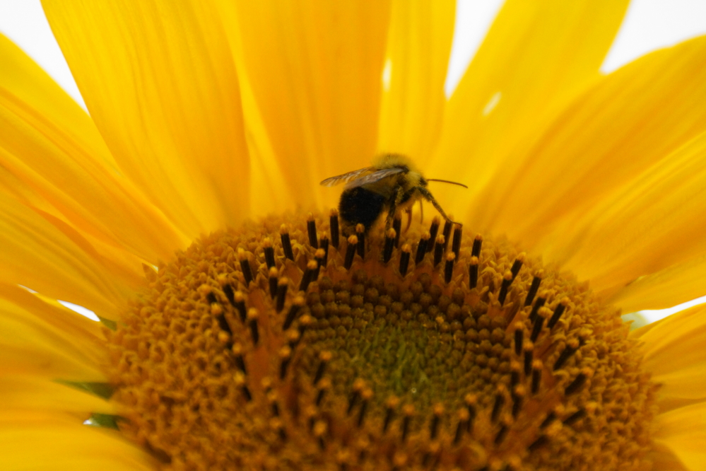 The mosquito counts remain low, but there are plenty of bees. They seem to really love the sunflowers