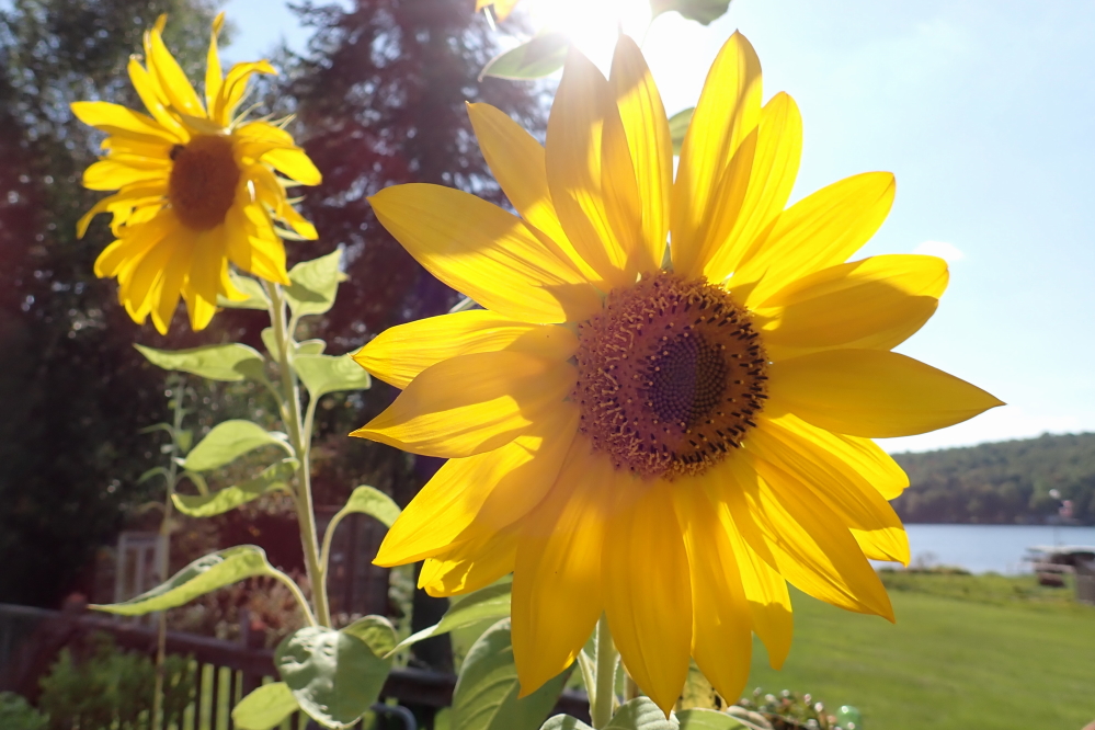 The bar's deck hit peak sunflower last week.