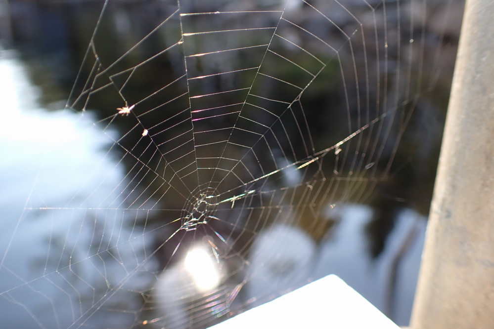 Before the cold entered the northwoods, there was no chance of morning frost on the spiderwebs. Afterwards, we had a few close calls, but no first frost yet.