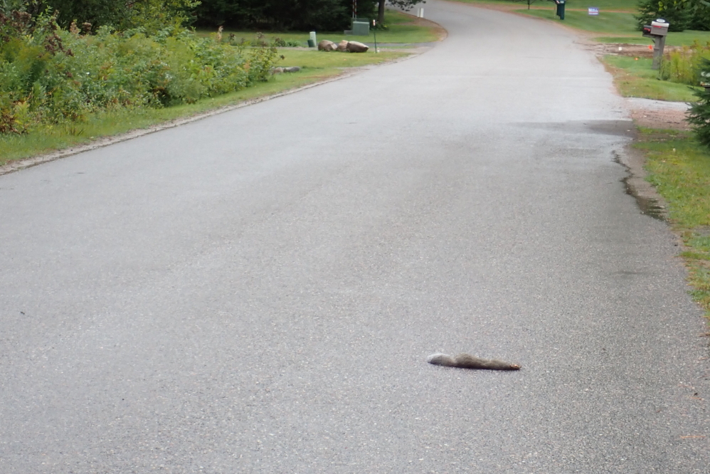 It was not a good week for furry little a-holes. Earlier in the week, a racoon was terminally dented on Potawatomi Trail. A short time later, a squirrel was squashed. Due to a past summary page that included <a href='/WeeklySummaryPages/2014/0210/StupidGroundhogN.html' class ='defaultlink2' target='_blank'>The List</a>, I've been advised by counsel to make no further comments.