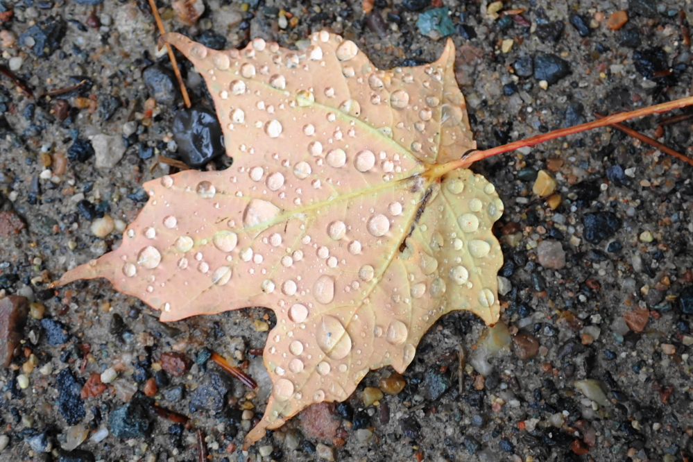 There were two rain events last week. One sandwiched between the warm and the cold mid-week and the other on the weekend.