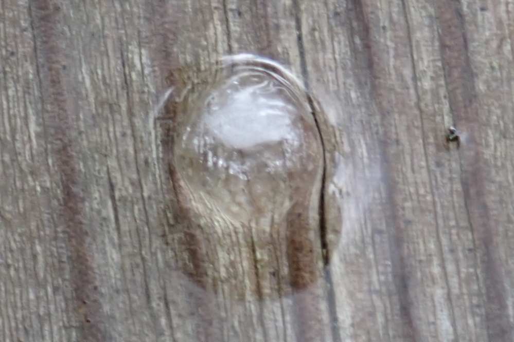 The storms on the weekend had a little pea sized hail with them.