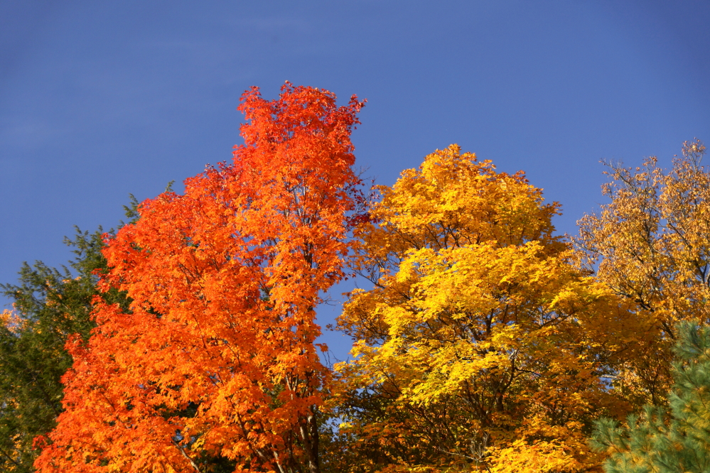 The reds and the oranges were better than ever.