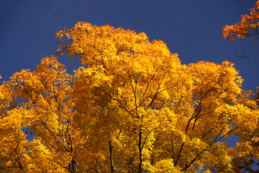 The golds and yellows were good this year.