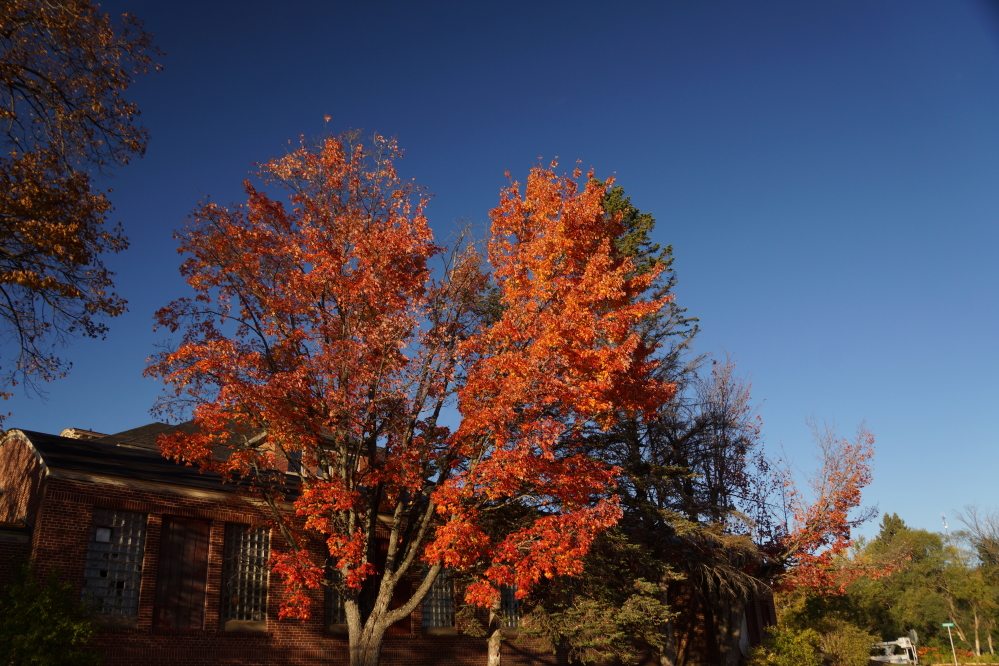 There's also a lot of reds in the trees in and around the park.