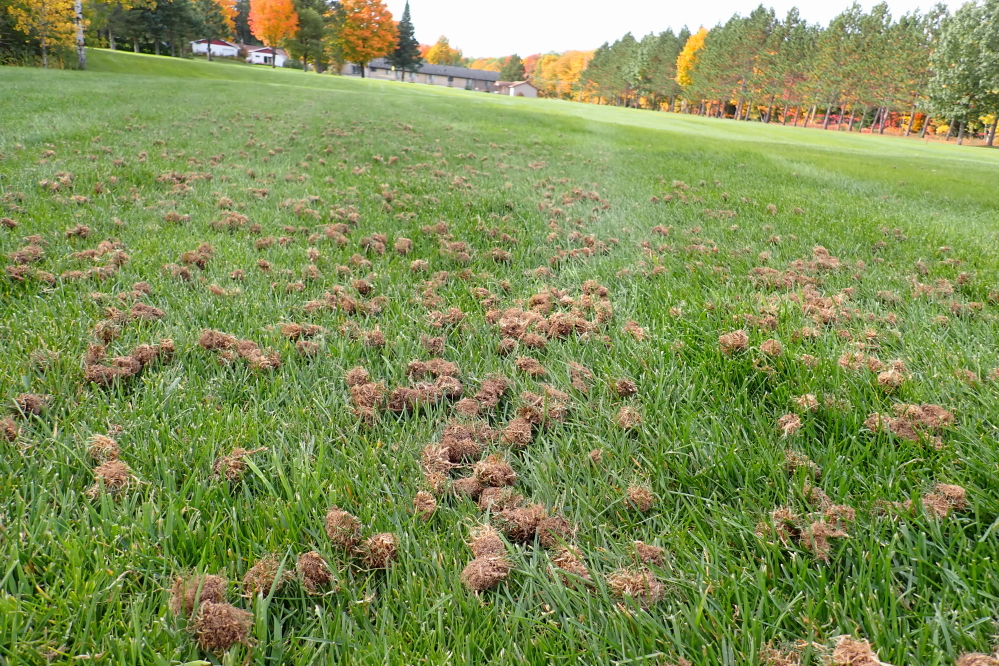 It was as if thousands of baby tribbles sprang up overnight to make your lie more interesting. 