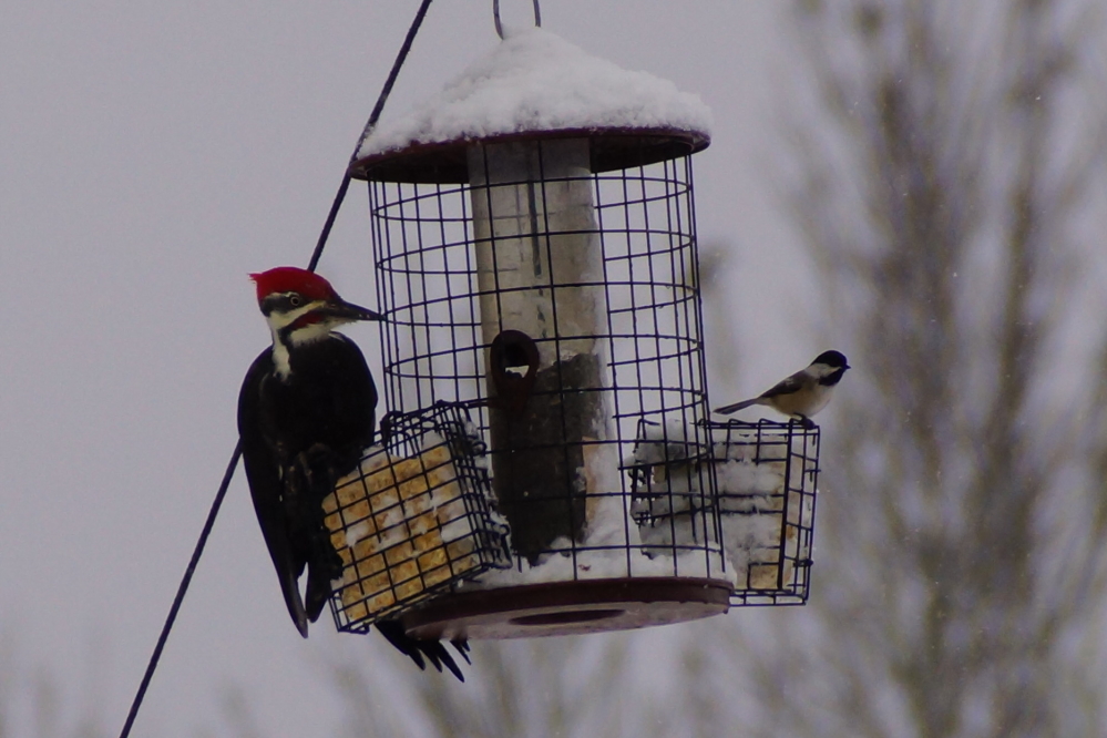 The cold and snow seems to have resparked interest in the bar's bird feeder. Mrs Nemo counted over 40 juncos at one point. 