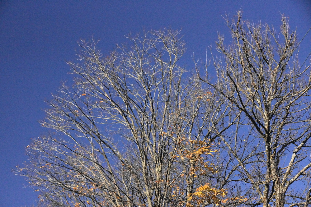 On almost all trees, the melting snow took with it many of the remaining leaves.