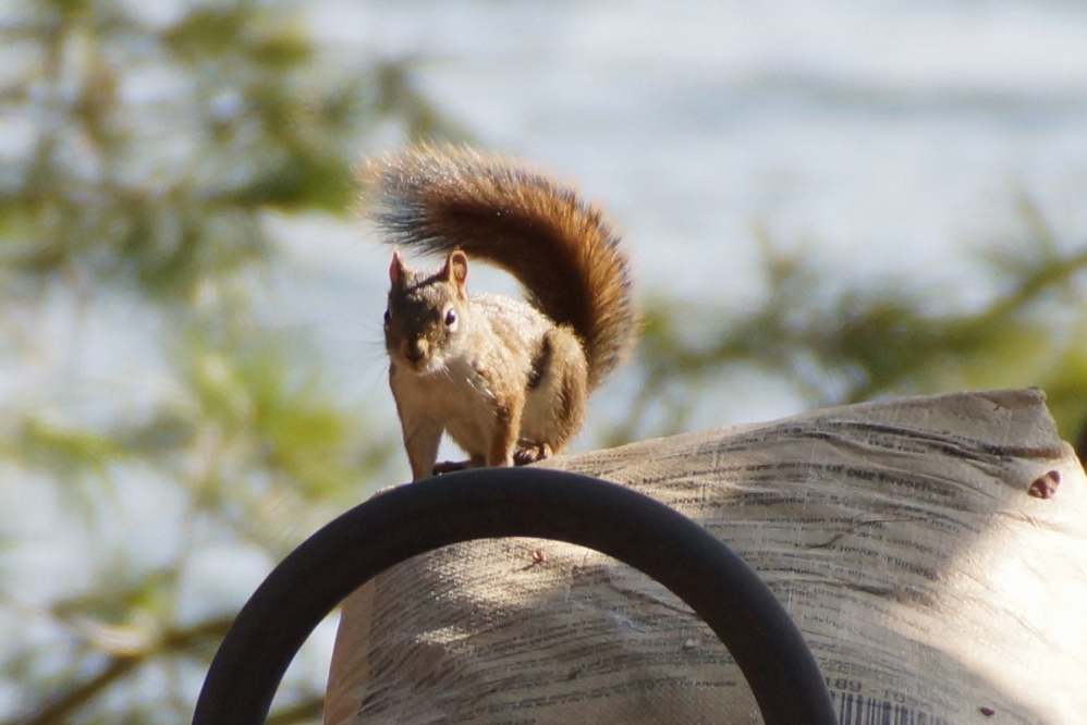 The squirrels have been ominously quiet as of late. Given their past evilness, I can't help but think they are up to something.