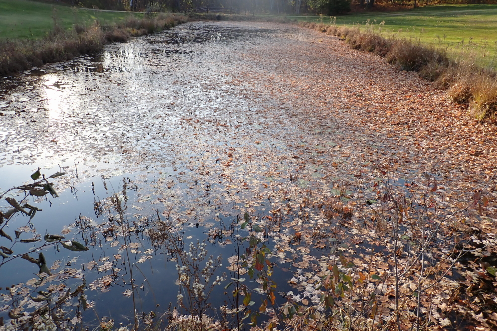 The water hazards are fast becoming more leafy than watery.