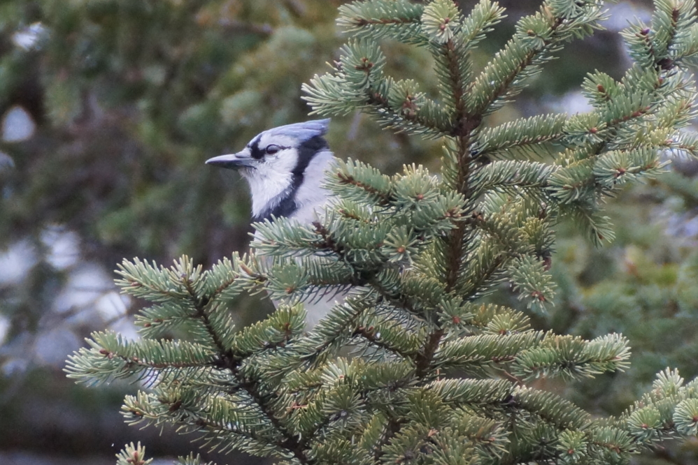 The birds seemed to be more active last week.
