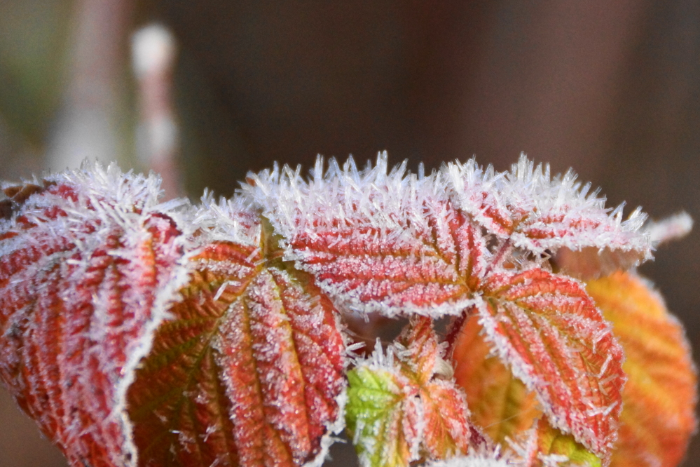 The frozen air on the few stubbornly attached leaves was impressive and confirmed the hard freeze nature of a few of the mornings.