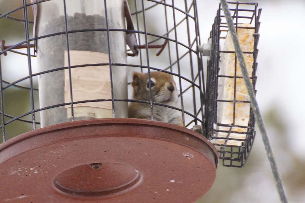 After chasing away the competition, the fierce, fuzzy, and felonious make themselves at home next to the largest pile of seeds.