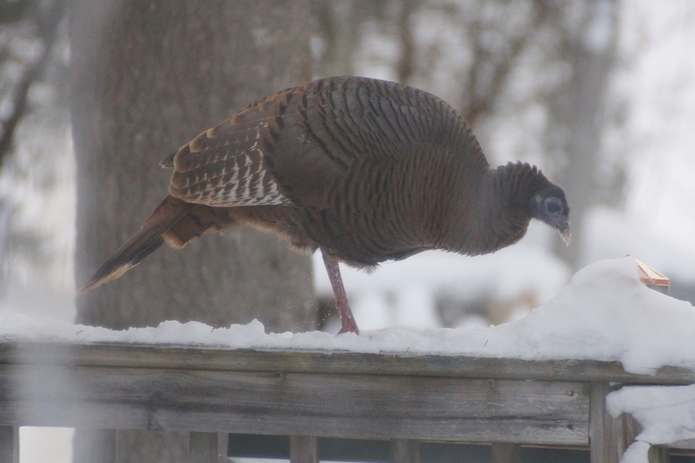 Some of the more gymnastic big birds have started to use railings as a balance beam.